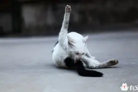 猫咪爱舔尾巴和屁股，这也许是得病了！图片
