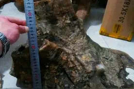 修路挖到一块黑不溜秋的“石头”，抱回家朋友说这是金丝楠木！图片