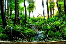 AGA水草造景大赛28-60L获奖作品精选图片