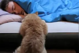 猫咪乖乖趴床边，痴盼熟睡主人醒来，一秒被萌化！图片