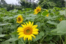 电影《音乐之声》：最美好的那段歌词(中英文）...图片