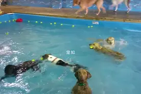 蠢狗站在水里一动不动，旁边的狗都以为它是木头做的图片
