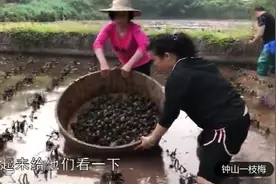 农村姑娘赤脚冲下水田，为了一餐吃的，吃货们眼馋了视频封面
