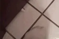 搞笑内涵：猪一样的队友，比神一样的队友还可怕图片