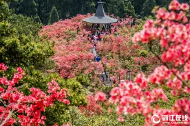 浙中杜鹃谷满山遍野别样红图片