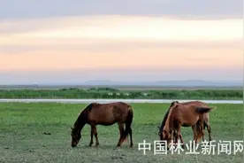 草原 你真的了解吗？图片