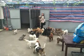 领养一条流浪狗得出200元 岳阳妹子组团专收流浪狗获赞图片