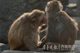 情报站｜济南金牛公园小猴花式“秀恩爱”图片