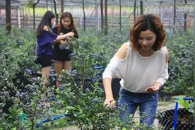 五一假期16大蓝莓庄园等你来图片