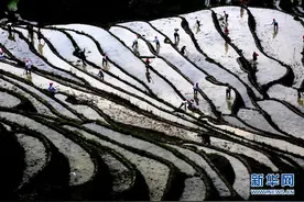 龙脊梯田开耕图片