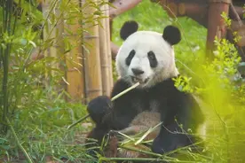近30名专家1296小时 抢救网红大熊猫“小灰灰”图片