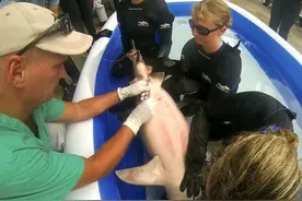 给母鲨鱼剖腹产 现阶段有可能是虎鲨繁殖期图片