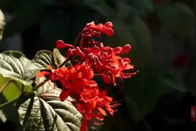 世界上最乌龙的国家，成立1分钟就投降的岛国视频封面