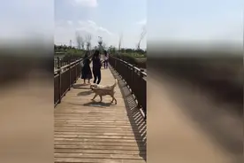 爱咬棍子的狗视频封面