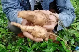 农村一种植物药用价值很高有补血通乳的功效经常食用有养生的效果视频封面