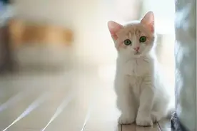 会抓老鼠的猫才稀奇图片
