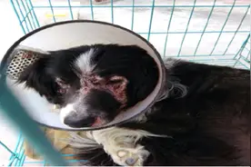 被原来主人遗弃的边牧重生了图片