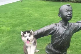 二哈晒太阳时吃草引主人不满，没想到主人想出了这样的方法惩罚它图片