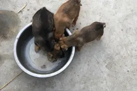 狗狗都断尾了，很活泼，每天跟小猪一样，吃的饱饱的图片