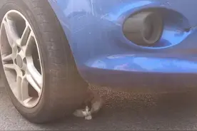 有爱！天津交警智救小猫，画面萌萌哒图片