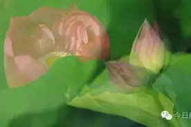 好事成双，圣莲岛上再现并蒂莲！图片