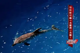 海豚睡觉睁一只眼闭一只眼，是真的吗？图片