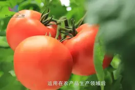 深度对话：转基因安全，是情感还是科学？图片