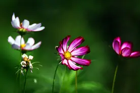 格桑花儿开图片