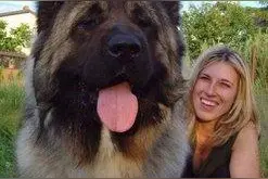 世界最重犬，高加索犬竟最重可达400斤图片
