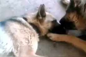 恩爱的德牧夫妻，却生了一窝黑色的小狗图片