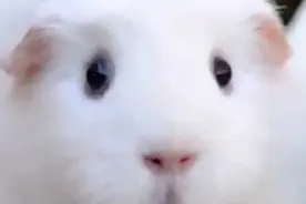 没抢到食物的荷兰猪，表情好失落图片