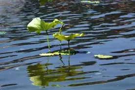 渭南桃花源-----西塬江南，荷花盈盈图片