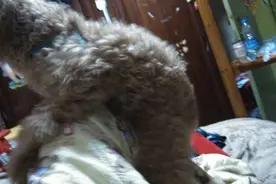 然说泰迪是个超级色色的狗狗，但是你对他的了解又有多少？图片