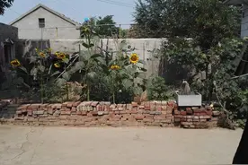 姥姥家的小院图片
