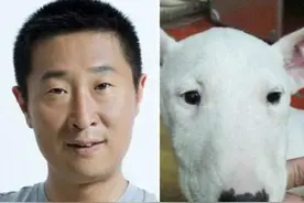 牛头梗被称为最像孙红雷的狗狗，林永健表示不服！图片
