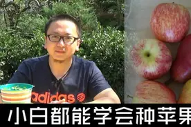 这才是在家种苹果最正确的姿势图片