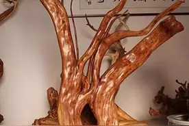 千年太行崖柏摆件，美得不要不要的图片