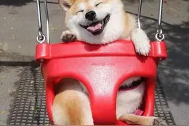 这只柴犬一坐上秋千就露出超萌笑容，网友疯狂按赞直呼太治愈！图片
