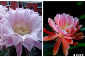 令箭荷花傲娇了，我在白天开放，不愿昙花一现图片