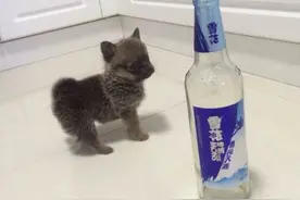 狗狗让我的婚姻生活变的快乐又有了生机！图片