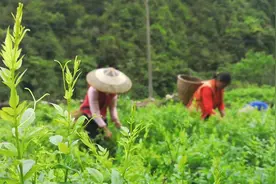 四月的春日里，是张家界土家族山民们采收莓茶的日子视频封面
