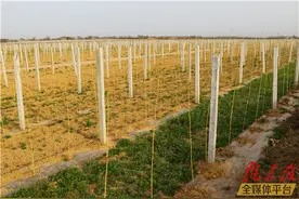 多种经营多点增收 让宁县段村华丽转身图片
