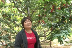 樱桃熟了！全国1/3大棚樱桃产自山东这个县，年产值25亿图片