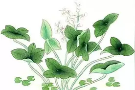 「便民」上海这些常见的水生植物，你认识几种？图片