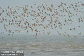 无导航、无路标？看候鸟千里往返如何定向识途图片