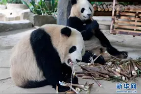 双胞胎大熊猫“思念”“思筠筠”厦门安家图片