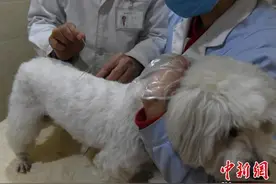重庆一宠物医院推出中医疗法为狗狗做针灸图片