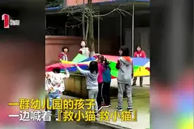 点赞！小猫被困大树上 成都幼儿园30多个娃娃合力营救图片