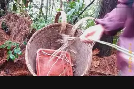 万寿竹是一味中药，农村主要是医治蛇咬伤，啊蒙要拿回去种植一些视频封面