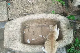 猫咪看到水里的鱼，又开始冲动起来，肚子饿了很难受，抓几条充饥